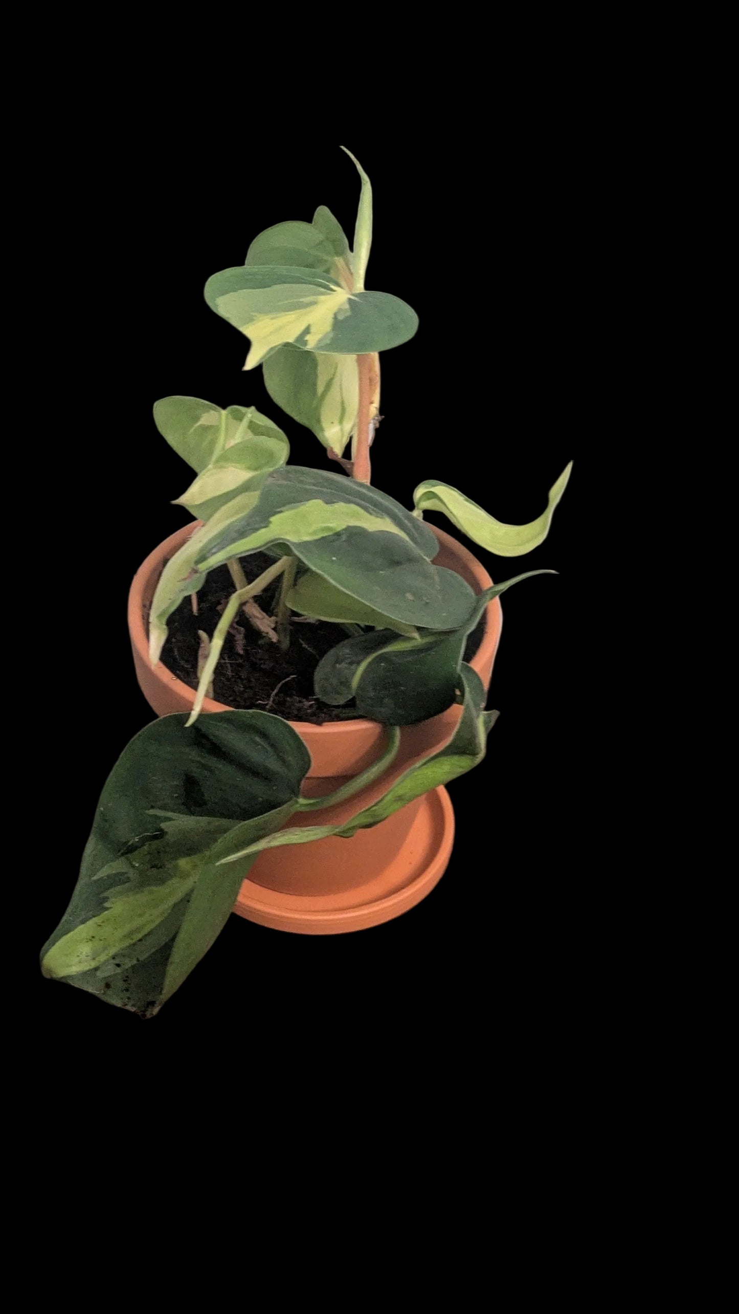 Philodendron in terracotta pot and saucer