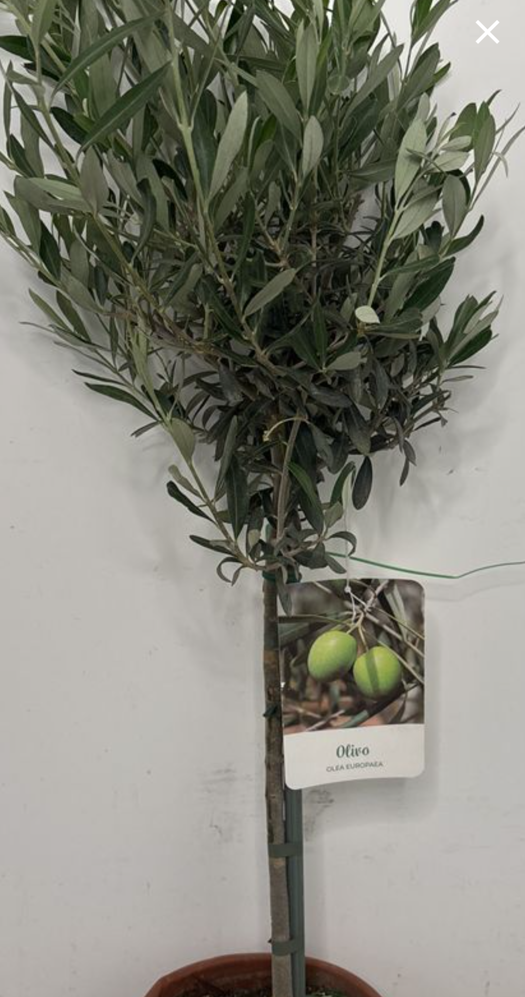 Olive Tree