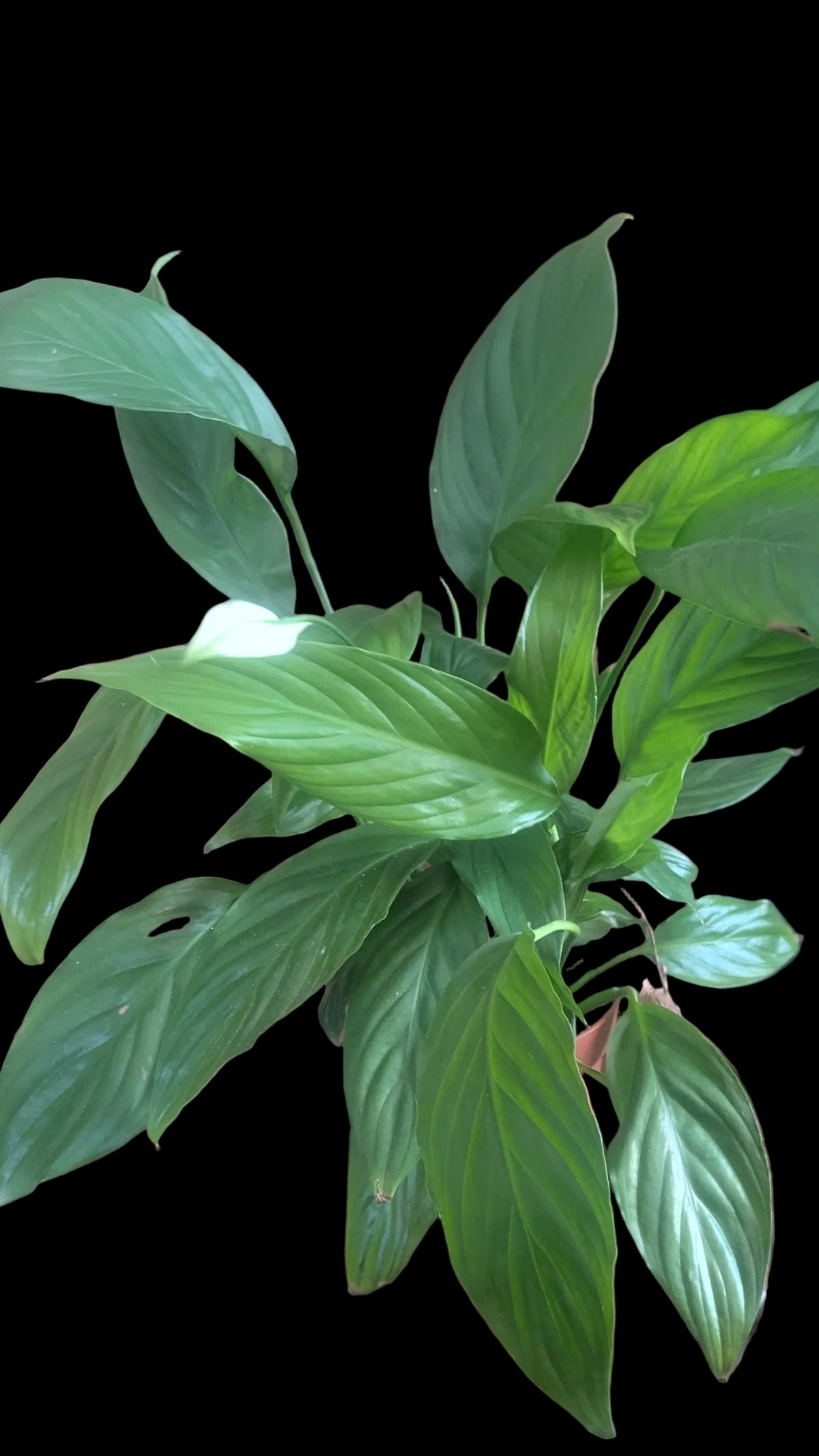 Peace Lily House Plant