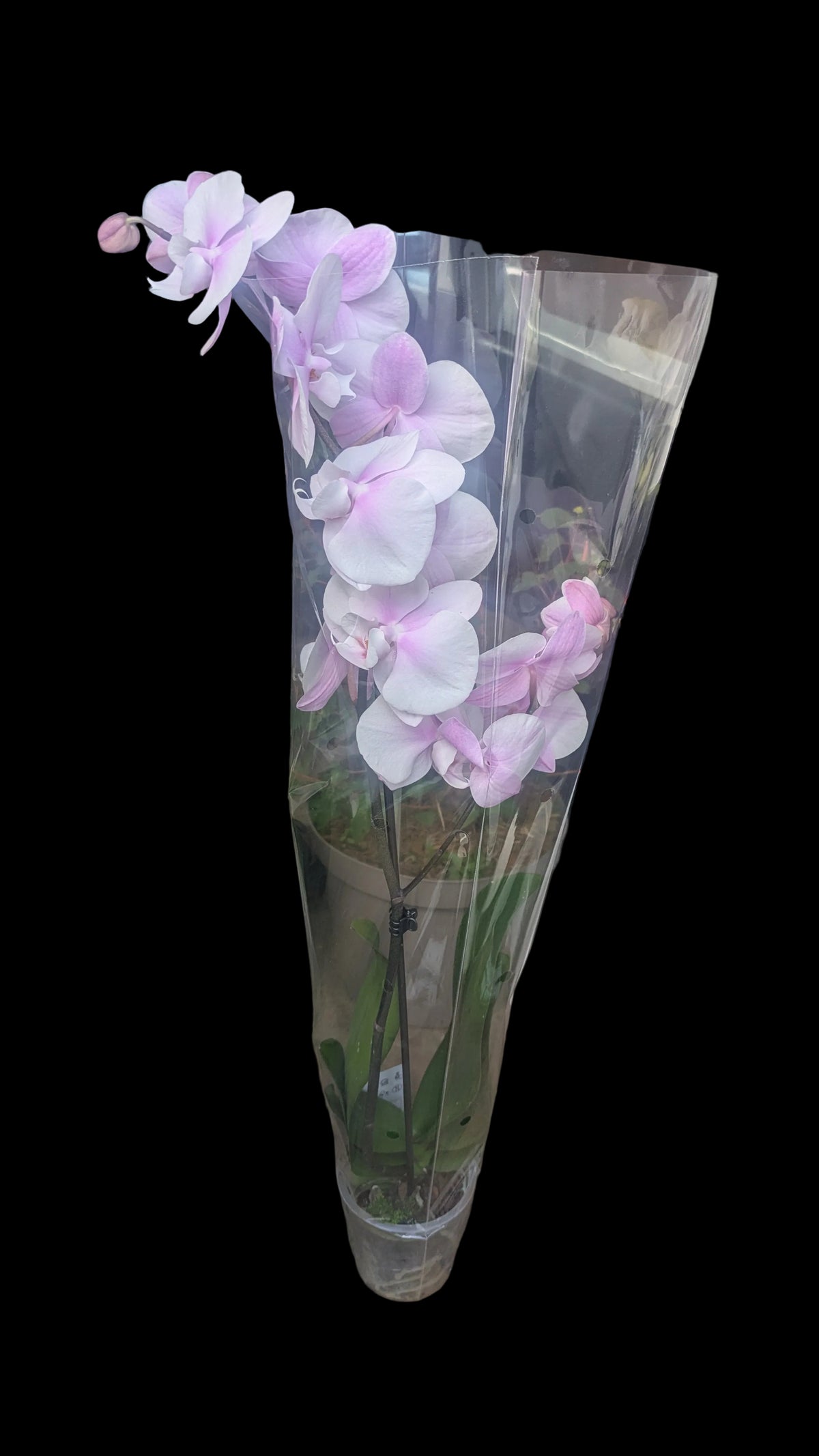 Phalaenopsis Orchid X LARGE – Elegant Flowering Houseplant