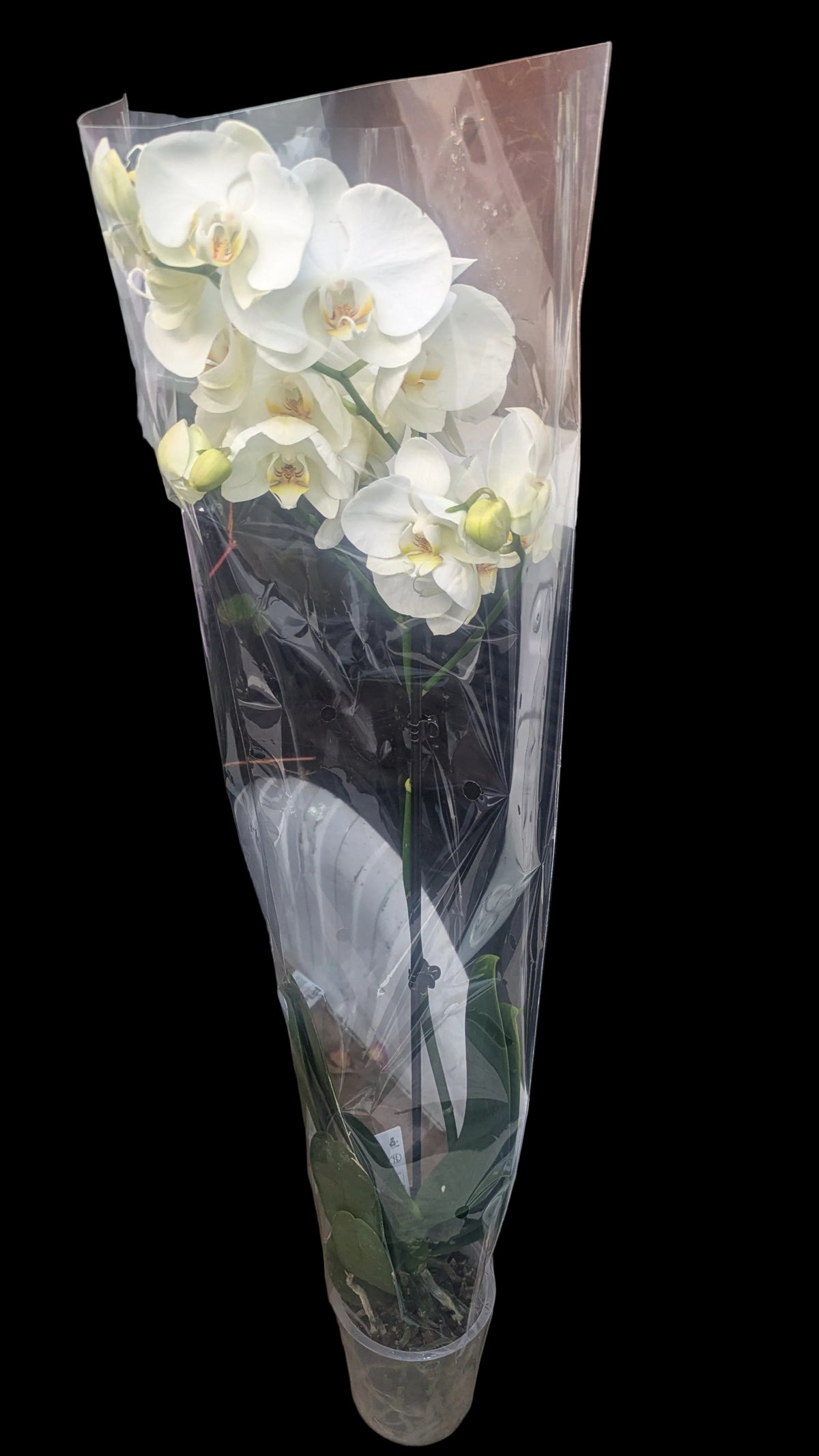 Phalaenopsis Orchid X LARGE – Elegant Flowering Houseplant