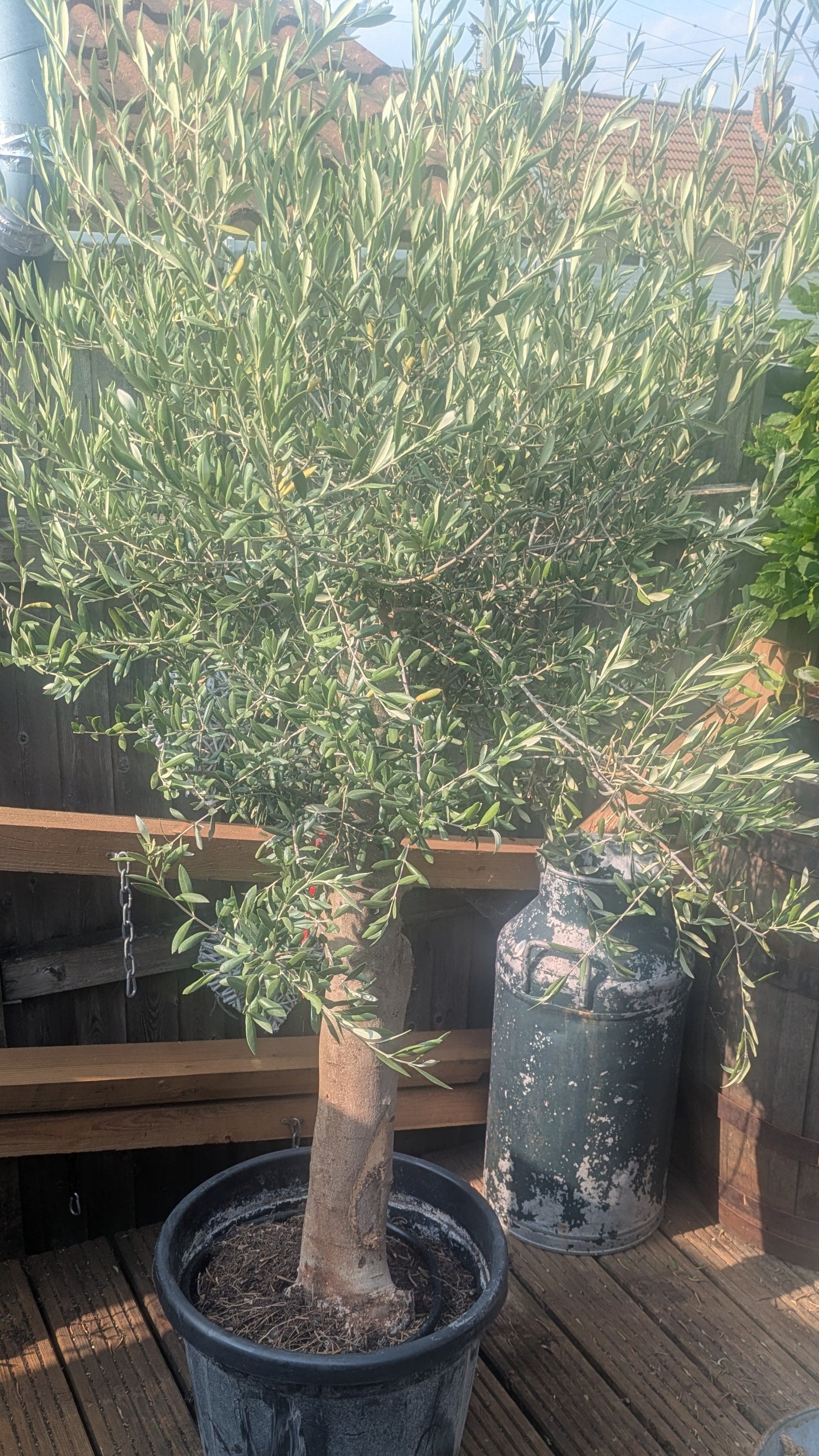 Mature Olive Tree