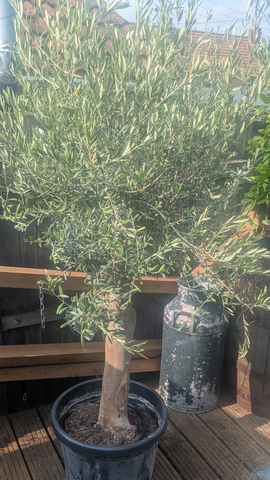 Mature Olive Tree