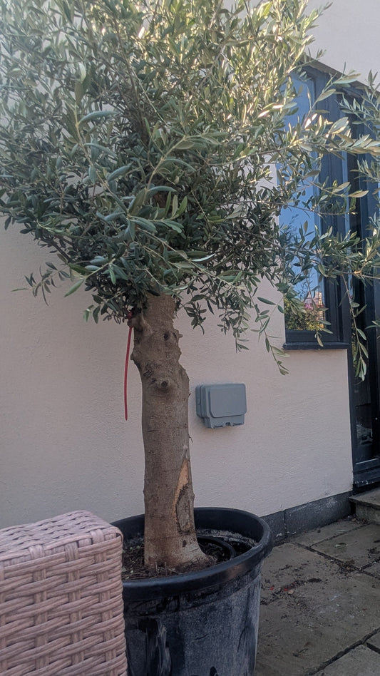 Olive tree