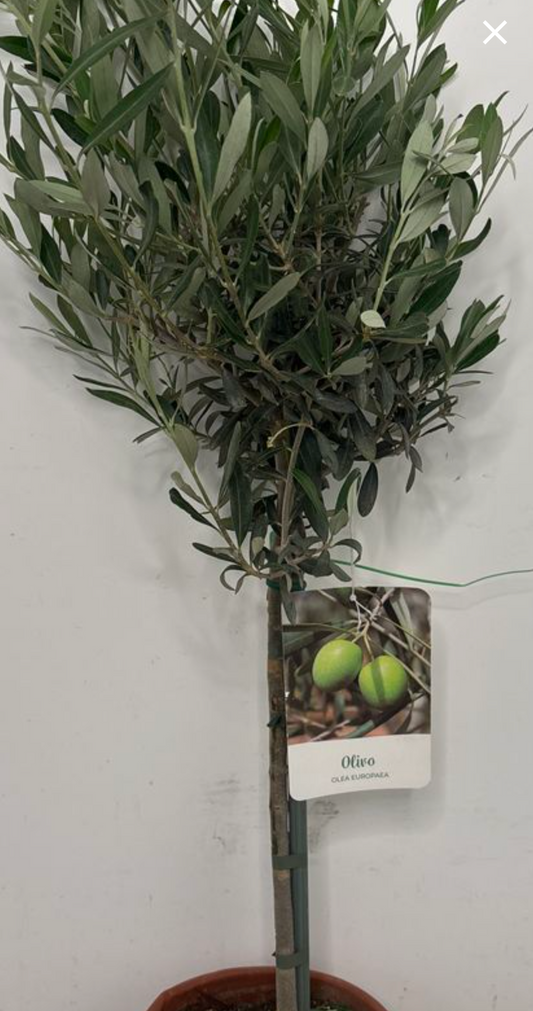 Olive Tree