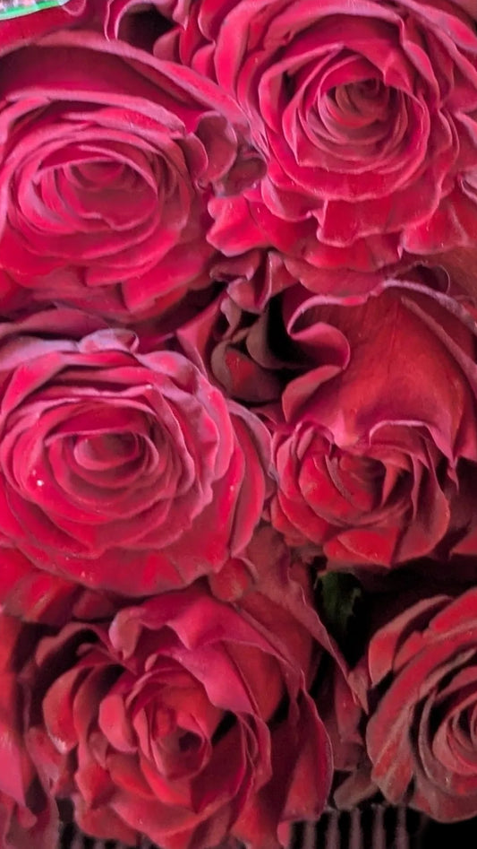 Red Roses