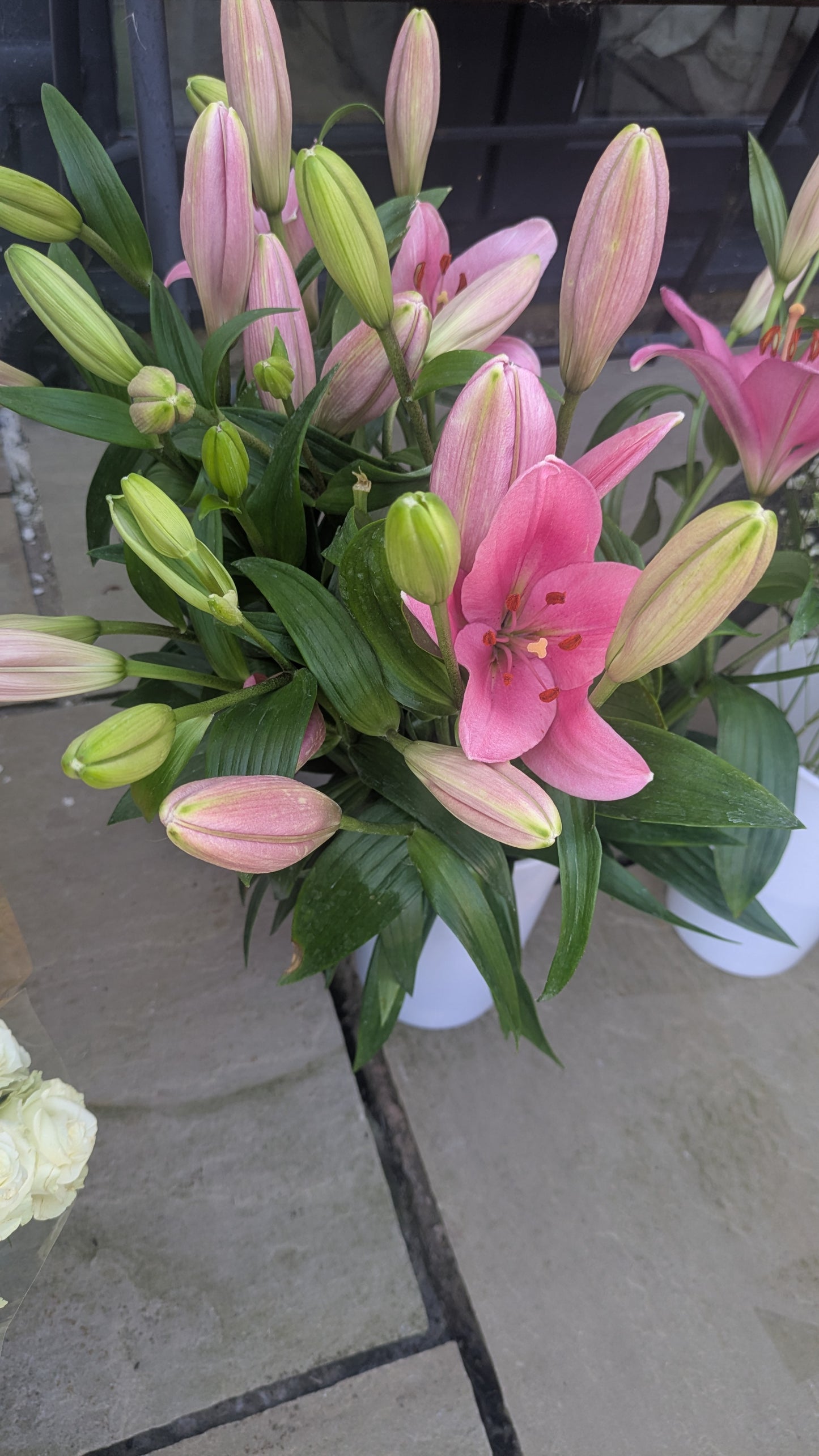 Lily Love